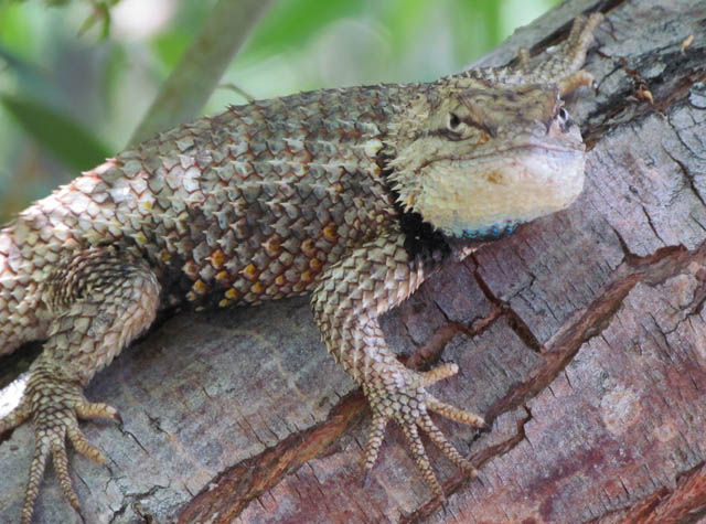 Desert Spiny Lizard